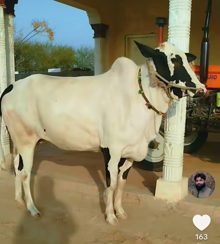 Premium Cattle