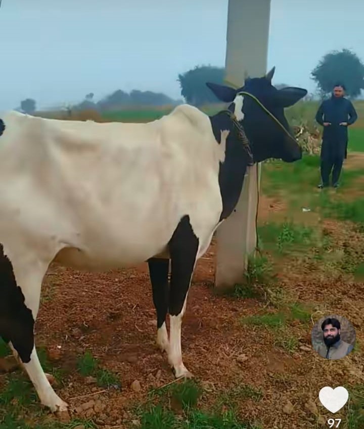 Farm Life