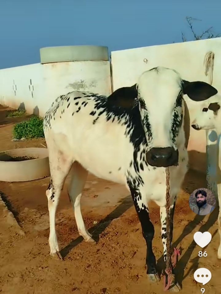 Cattle Care