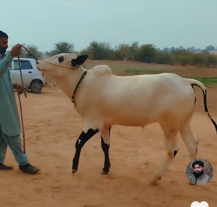Cattle Care