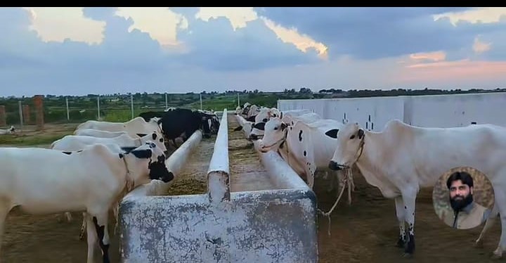 Cattle Care