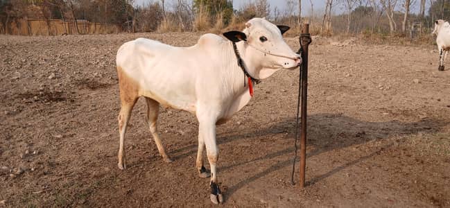 Rani